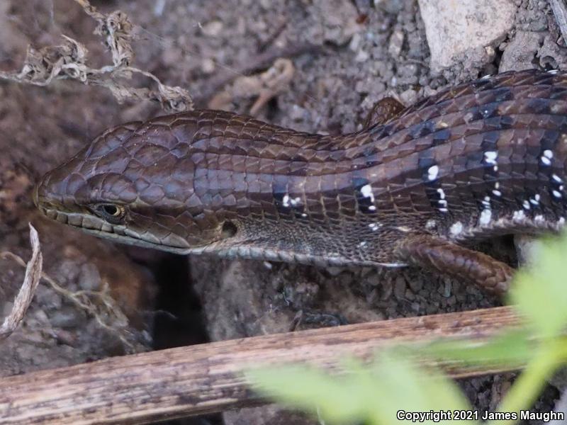 California Alligator Lizard (Elgaria multicarinata multicarinata)