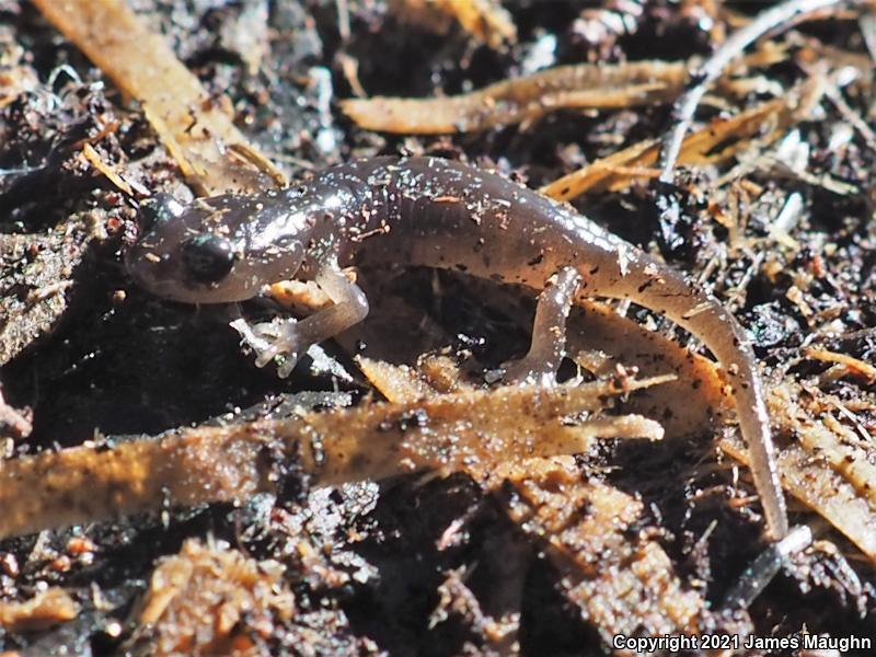 Arboreal Salamander (Aneides lugubris)