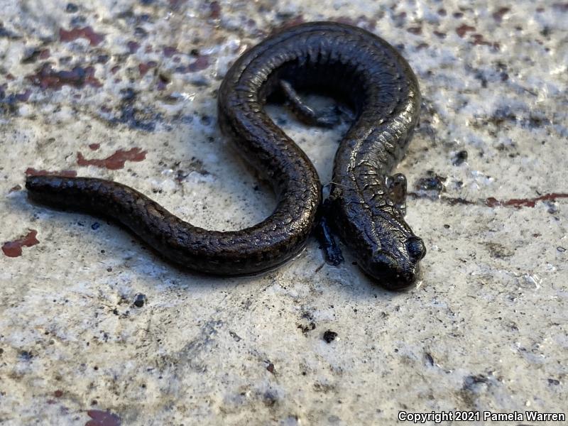 Arboreal Salamander (Aneides lugubris)