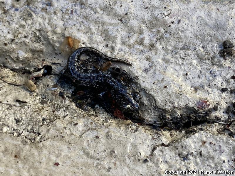 Arboreal Salamander (Aneides lugubris)