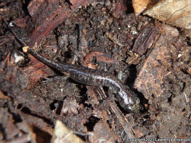 Arboreal Salamander (Aneides lugubris)