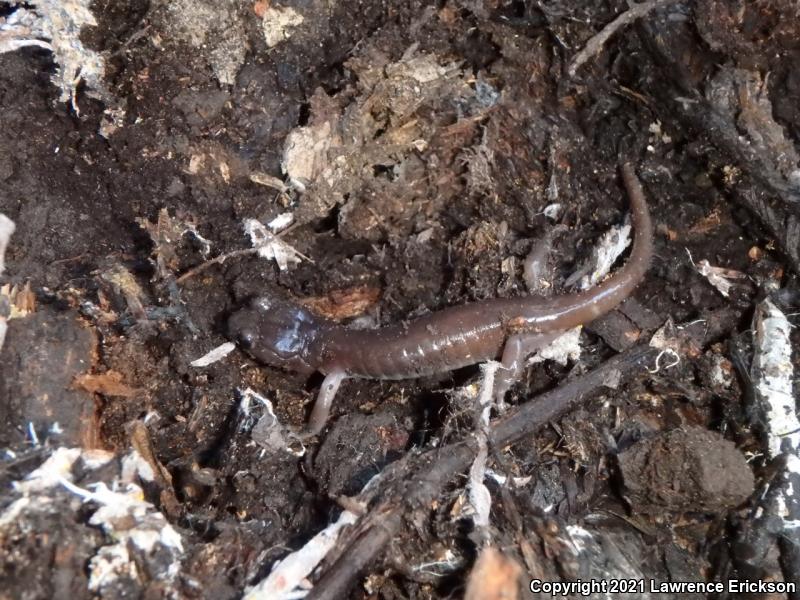 Arboreal Salamander (Aneides lugubris)