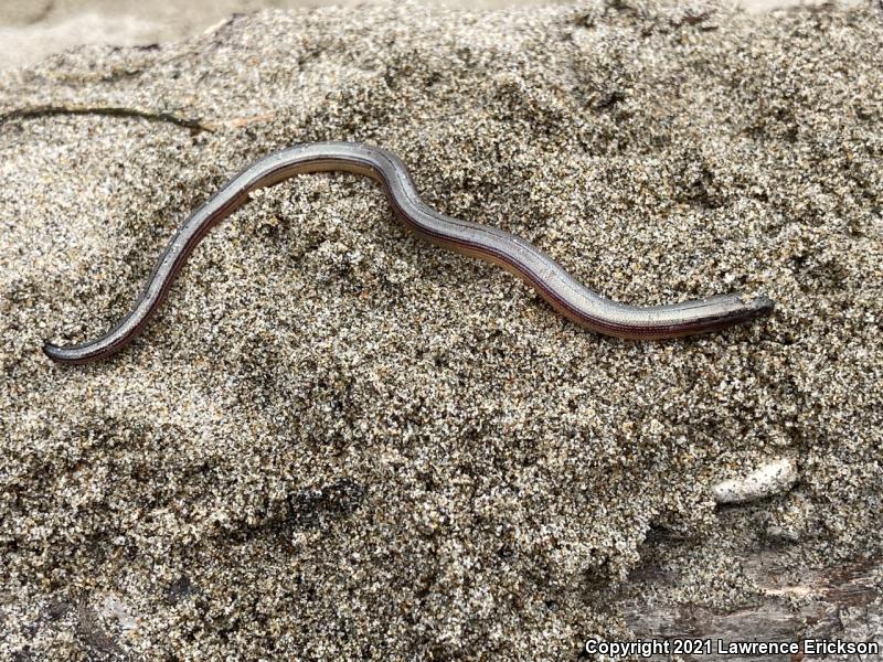 California Legless Lizard (Anniella pulchra)