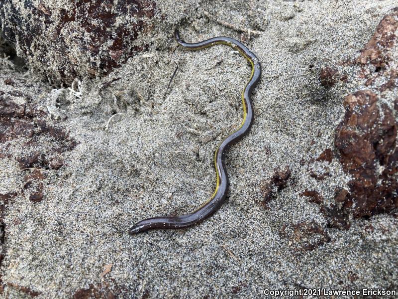 California Legless Lizard (Anniella pulchra)