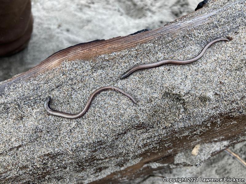 California Legless Lizard (Anniella pulchra)