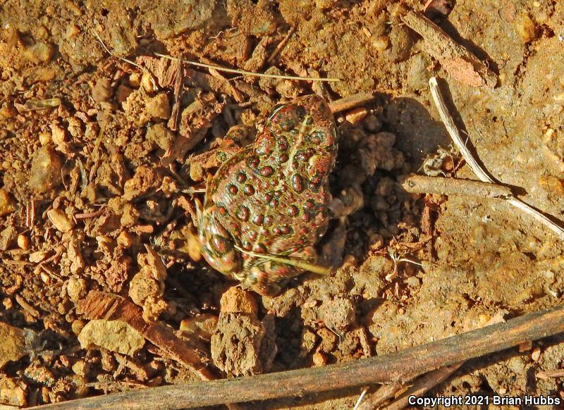 Southern California Toad (Anaxyrus boreas halophilus)