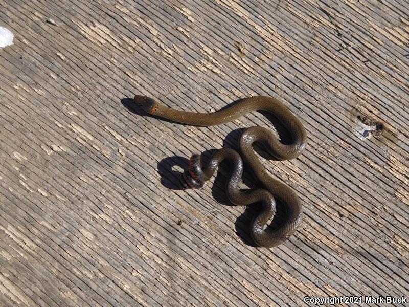 San Bernardino Ring-necked Snake (Diadophis punctatus modestus)