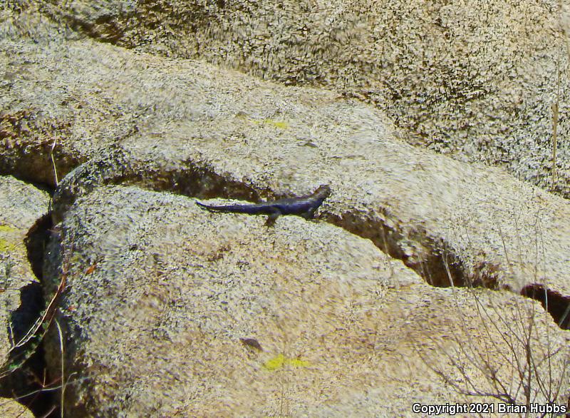 Granite Spiny Lizard (Sceloporus orcutti)