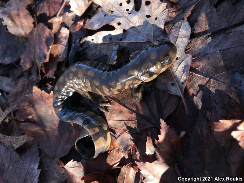 Eastern Tiger Salamander (Ambystoma tigrinum)