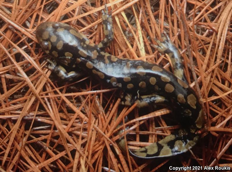 Eastern Tiger Salamander (Ambystoma tigrinum)