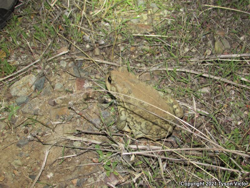 Southern California Toad (Anaxyrus boreas halophilus)