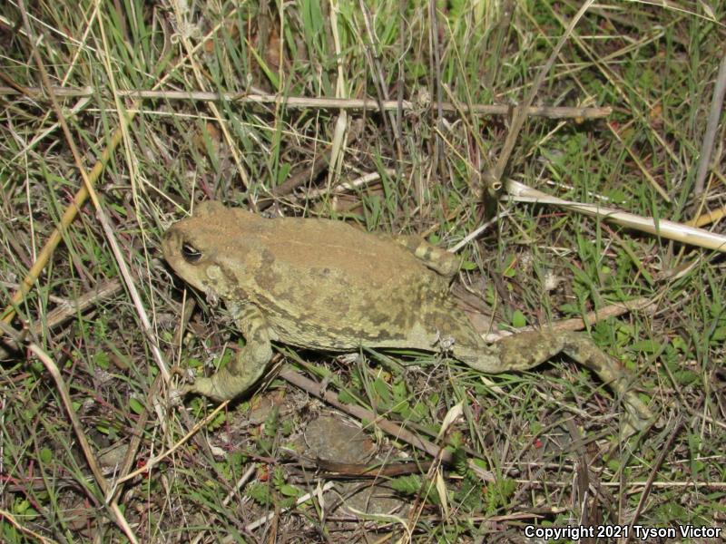 Southern California Toad (Anaxyrus boreas halophilus)