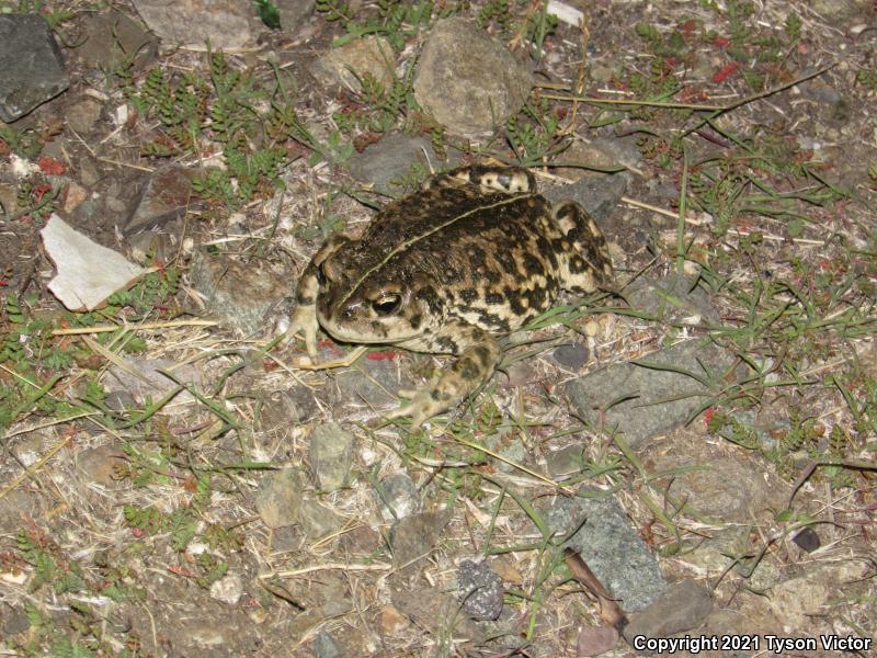 Southern California Toad (Anaxyrus boreas halophilus)