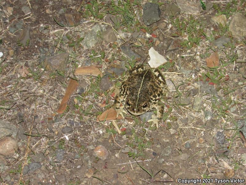 Southern California Toad (Anaxyrus boreas halophilus)