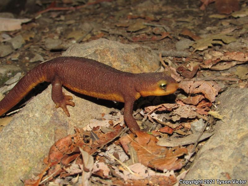 Coast Range Newt (Taricha torosa torosa)