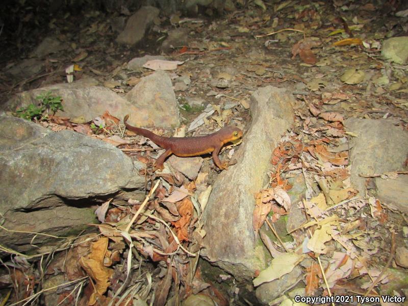 Coast Range Newt (Taricha torosa torosa)