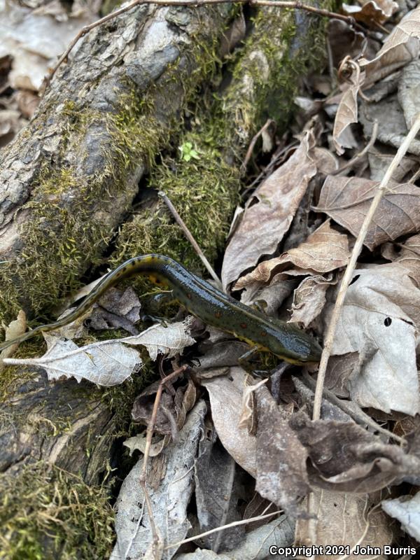 Red-Spotted Newt (Notophthalmus viridescens viridescens)