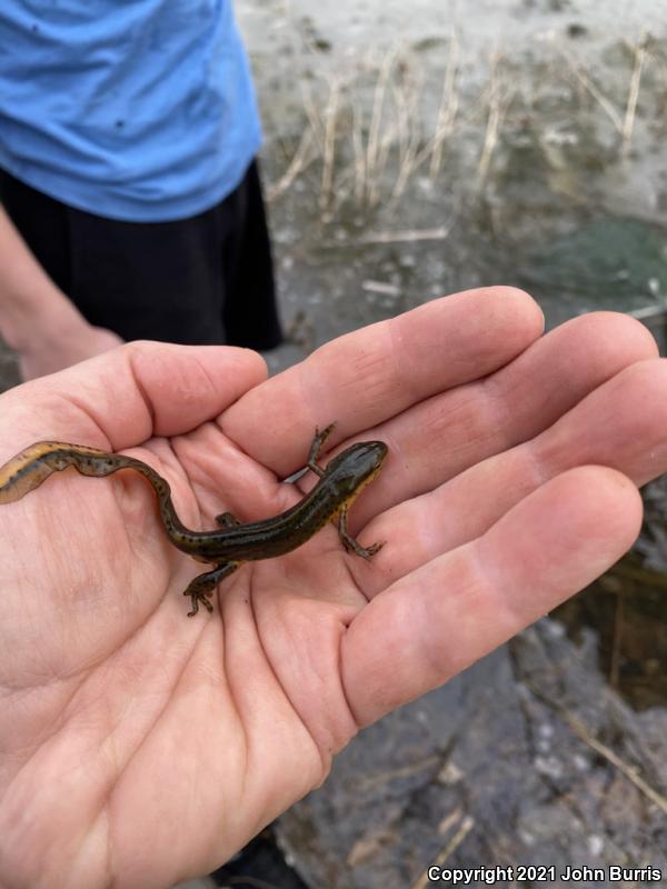 Red-Spotted Newt (Notophthalmus viridescens viridescens)