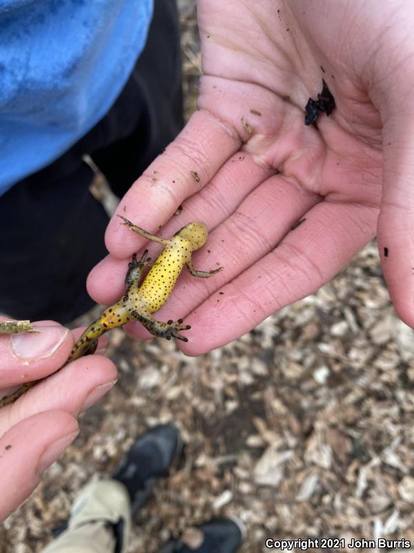 Red-Spotted Newt (Notophthalmus viridescens viridescens)