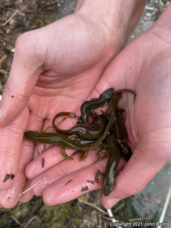 Red-Spotted Newt (Notophthalmus viridescens viridescens)