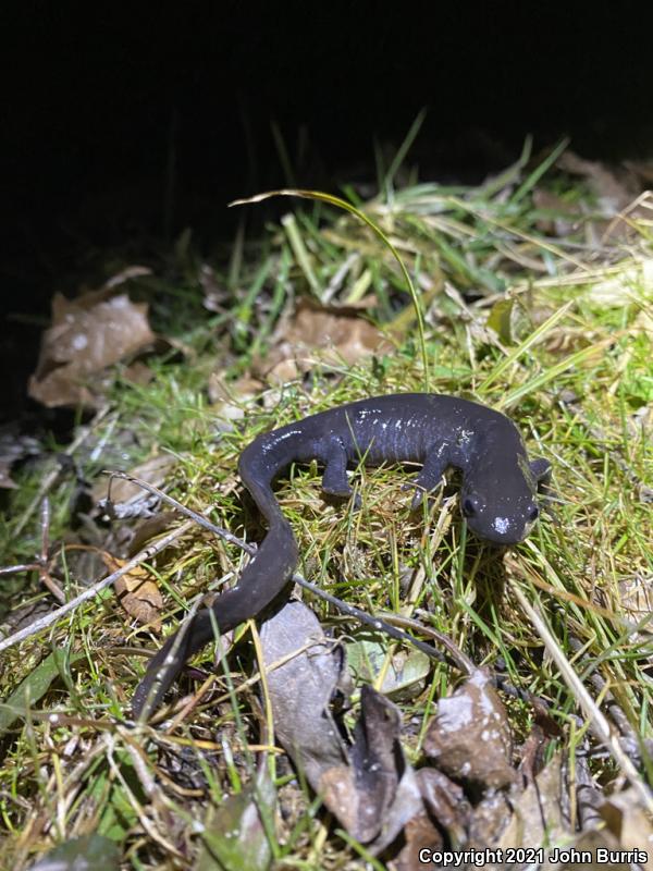 Jefferson Salamander (Ambystoma jeffersonianum)