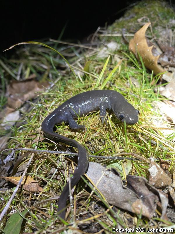 Jefferson Salamander (Ambystoma jeffersonianum)