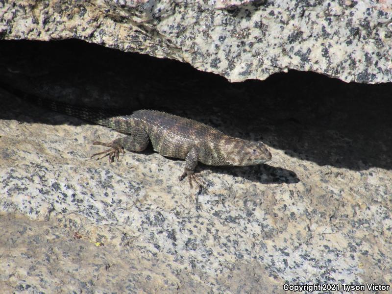 Granite Spiny Lizard (Sceloporus orcutti)