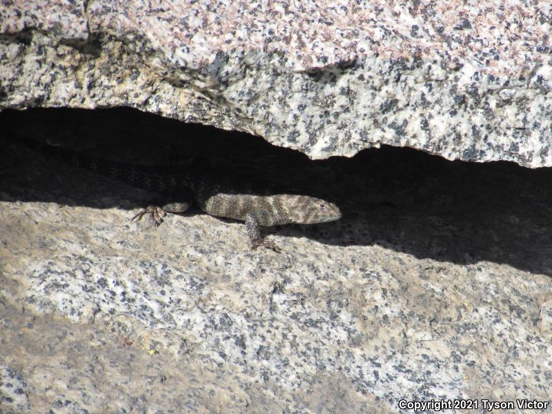 Granite Spiny Lizard (Sceloporus orcutti)