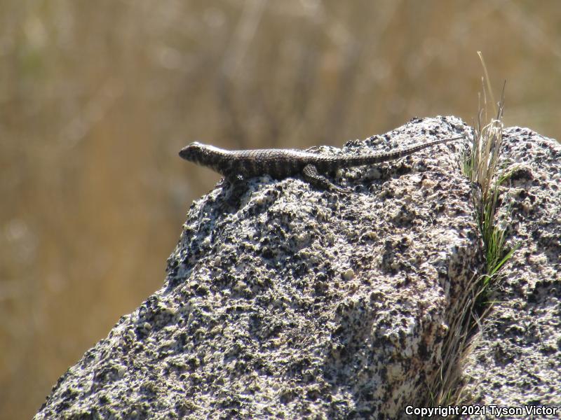 Granite Spiny Lizard (Sceloporus orcutti)