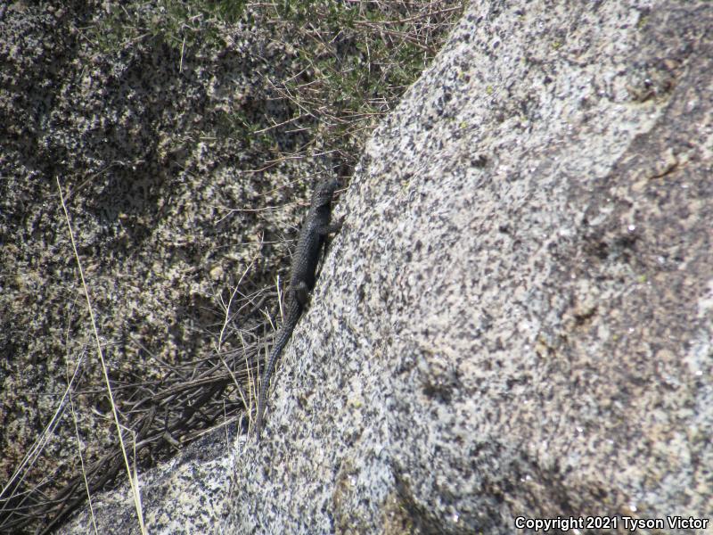 Granite Spiny Lizard (Sceloporus orcutti)