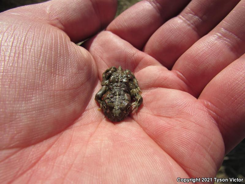 Southern California Toad (Anaxyrus boreas halophilus)