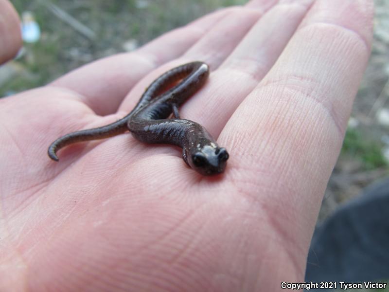 Garden Slender Salamander (Batrachoseps major major)