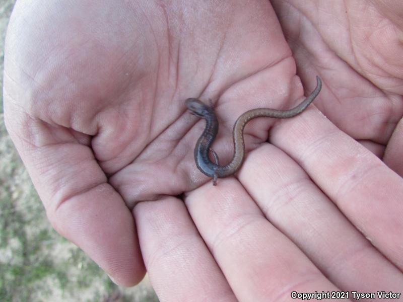 Garden Slender Salamander (Batrachoseps major major)