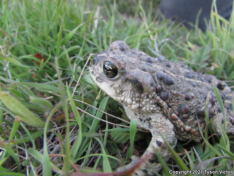 Southern California Toad (Anaxyrus boreas halophilus)