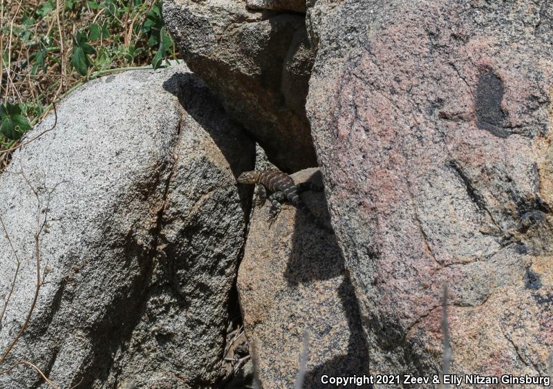 Granite Spiny Lizard (Sceloporus orcutti)