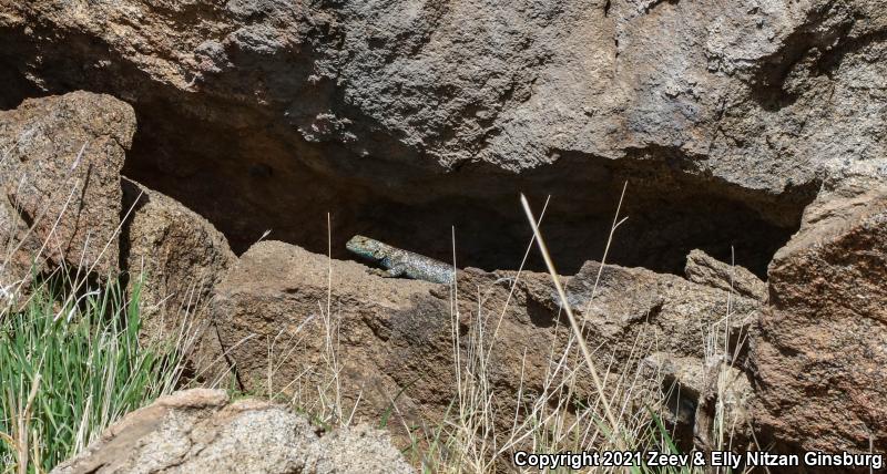 Granite Spiny Lizard (Sceloporus orcutti)