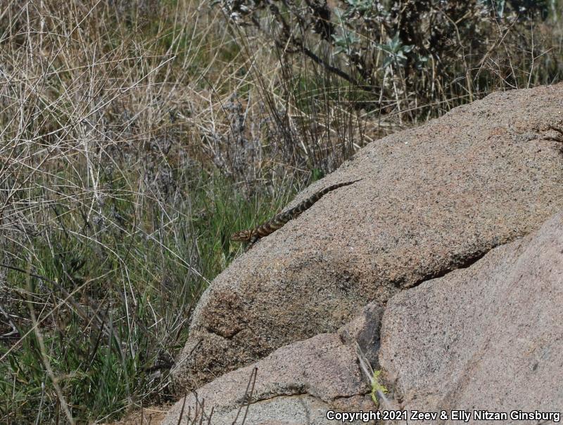 Granite Spiny Lizard (Sceloporus orcutti)