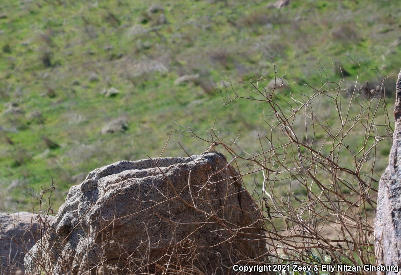 Granite Spiny Lizard (Sceloporus orcutti)