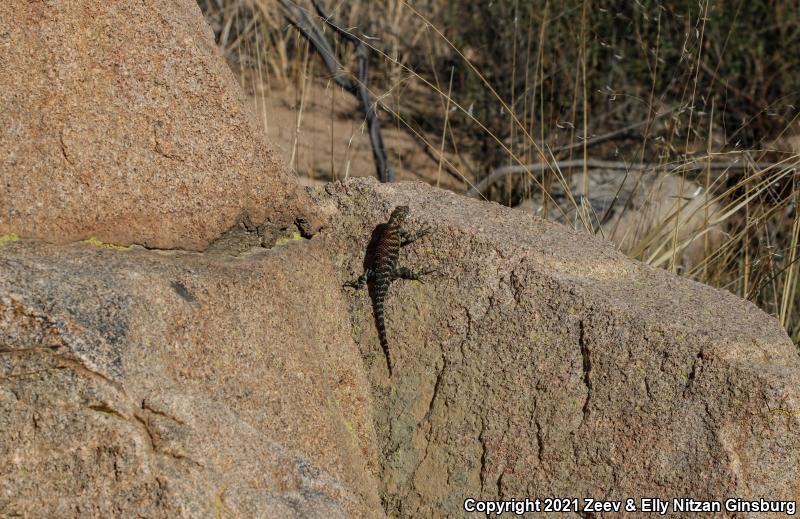 Granite Spiny Lizard (Sceloporus orcutti)