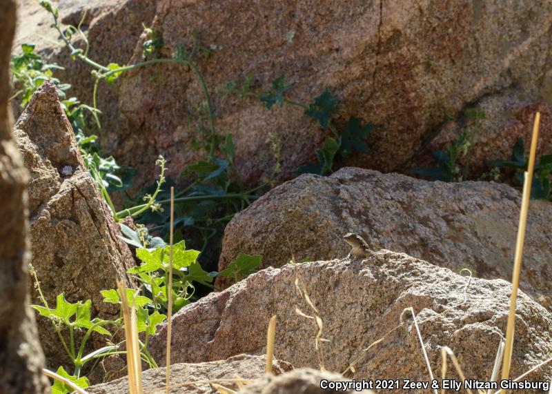 Granite Spiny Lizard (Sceloporus orcutti)