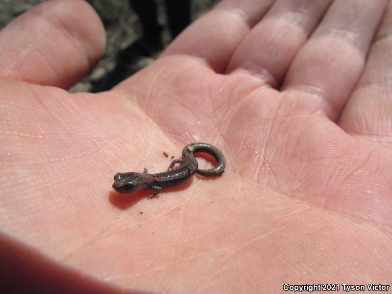 Garden Slender Salamander (Batrachoseps major major)