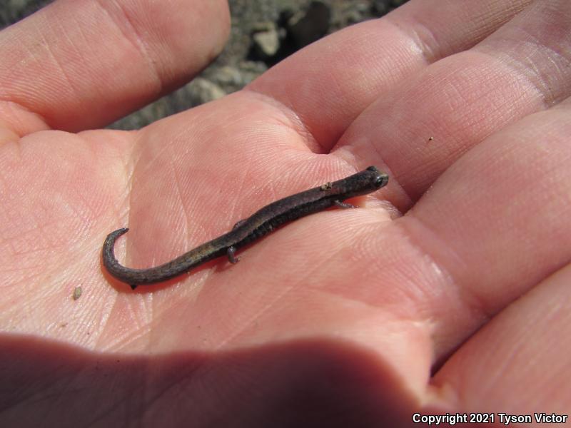 Garden Slender Salamander (Batrachoseps major major)