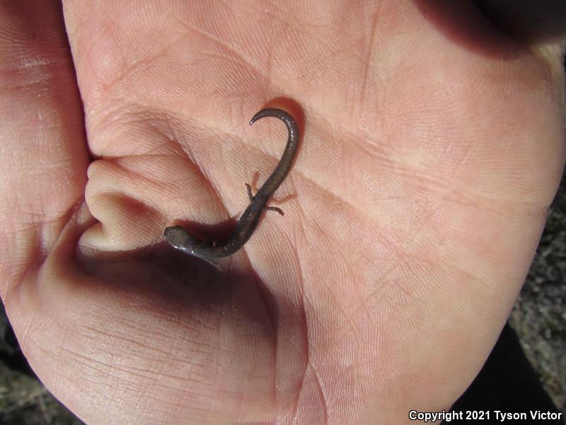 Garden Slender Salamander (Batrachoseps major major)