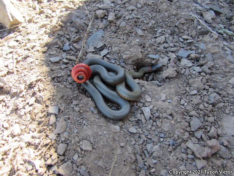 San Bernardino Ring-necked Snake (Diadophis punctatus modestus)