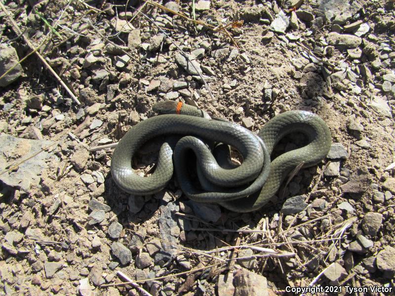 San Bernardino Ring-necked Snake (Diadophis punctatus modestus)