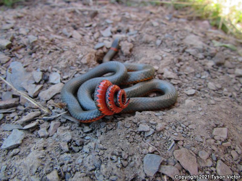 San Bernardino Ring-necked Snake (Diadophis punctatus modestus)