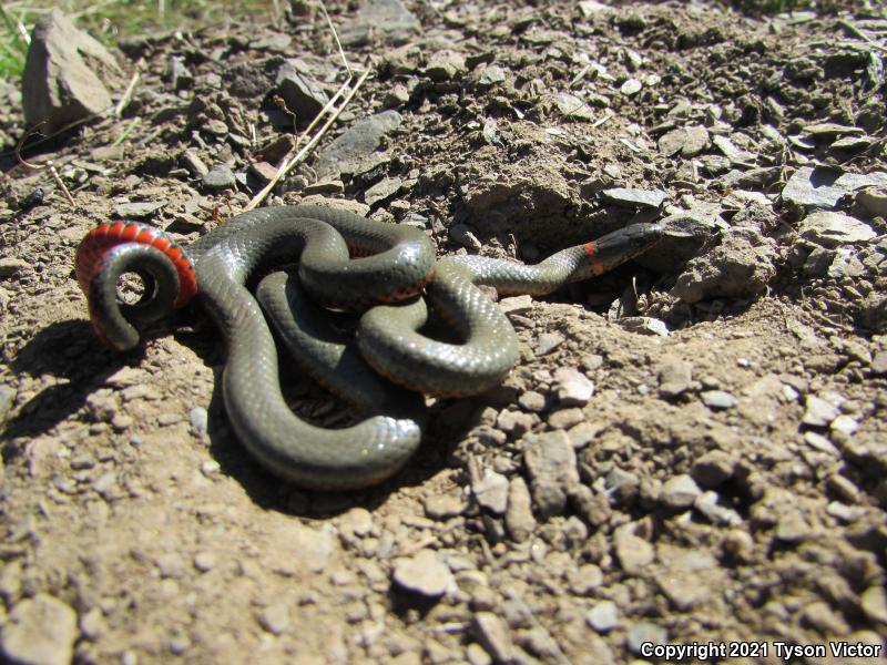 San Bernardino Ring-necked Snake (Diadophis punctatus modestus)