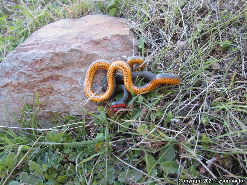 San Bernardino Ring-necked Snake (Diadophis punctatus modestus)