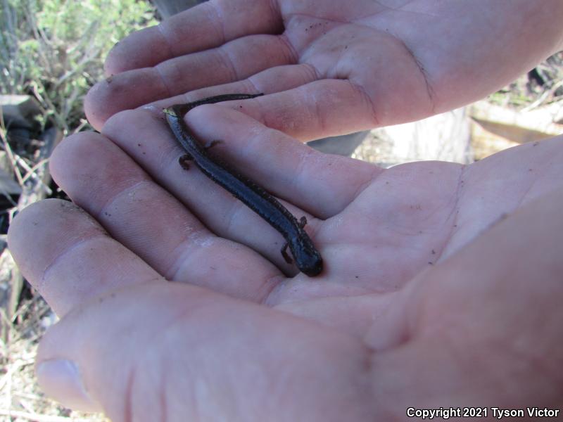 Garden Slender Salamander (Batrachoseps major major)