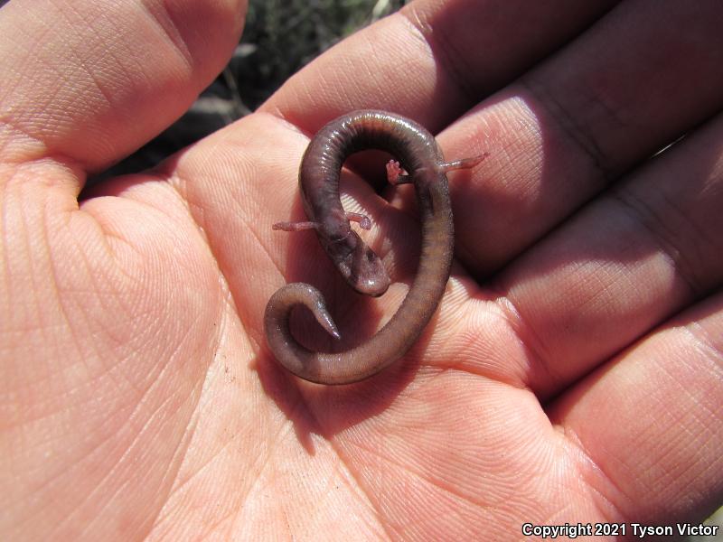 Garden Slender Salamander (Batrachoseps major major)